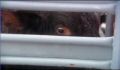 dr dolittle 3-avi_1000_211.jpg